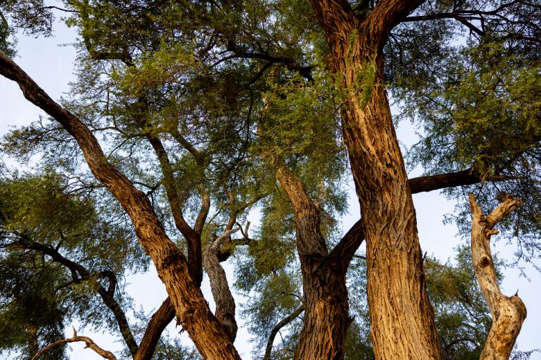 Free stock image of Lush trees created by Matt Bango