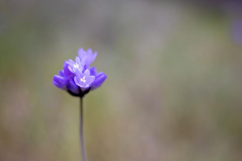 Free stock image of Purple flower created by Matt Bango