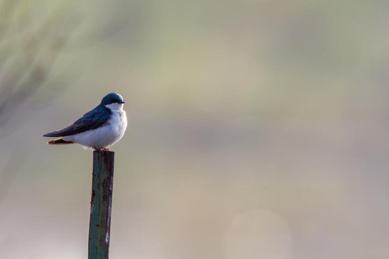 Free stock image of Perched bird created by Matt Bango