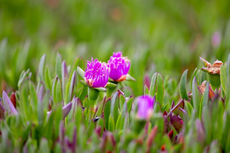 Free stock image of Pink flowers created by Matt Bango