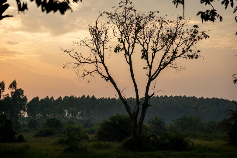 Free stock image of Tree at sunset created by Matt Bango