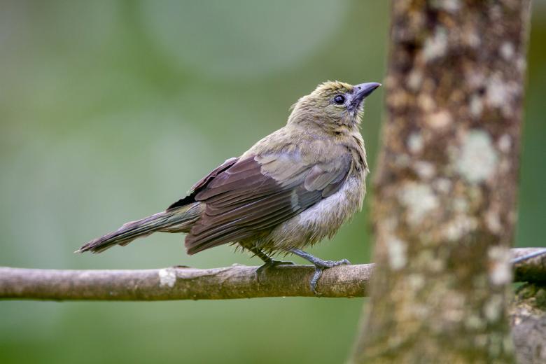 Free stock image of Perched bird created by Matt Bango