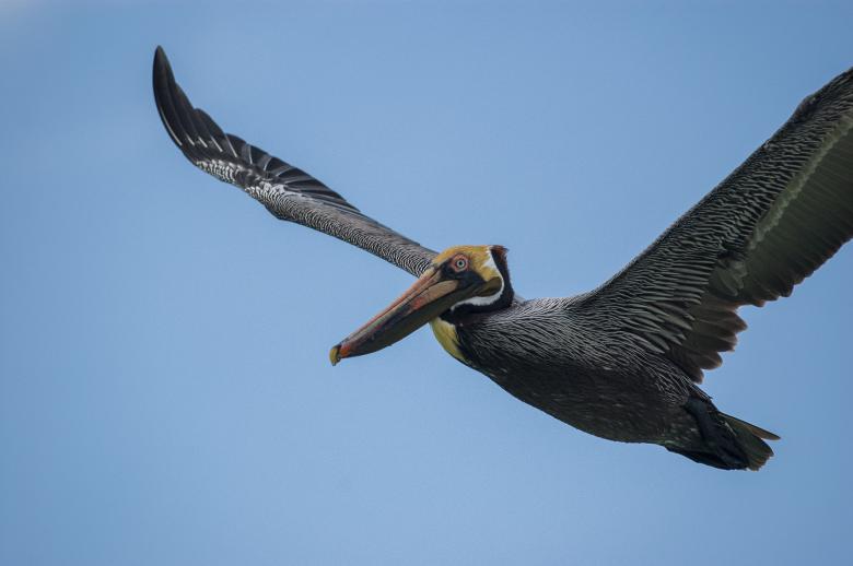 Free stock image of Pelican bird created by Matt Bango