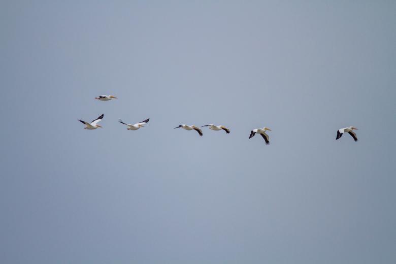 Free stock image of Birds in sky created by Matt Bango