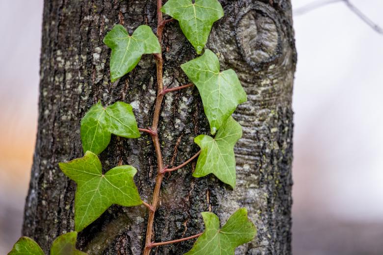 Free stock image of Ivy Vine created by Matt Bango
