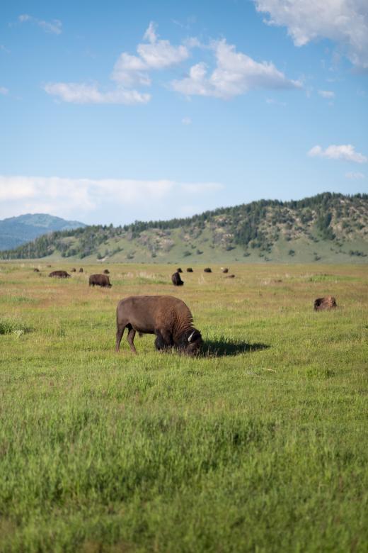 Free stock image of Wild Buffalo created by Matt Bango
