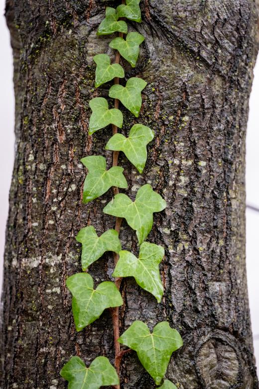 Free stock image of Ivy vine created by Matt Bango