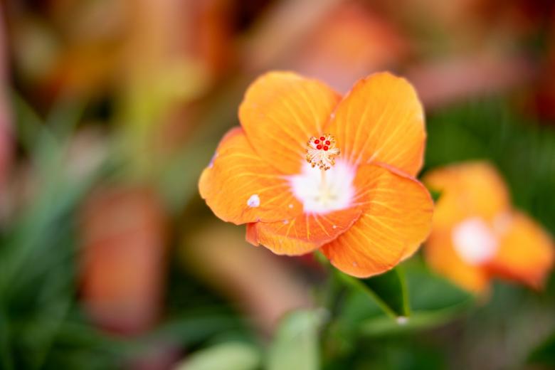 Free stock image of Orange wildflower created by Matt Bango