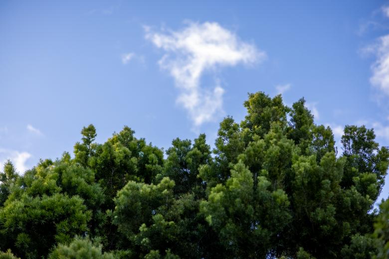 Free stock image of Forest sky created by Matt Bango