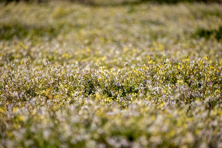 Free stock image of Wildflower field created by Matt Bango