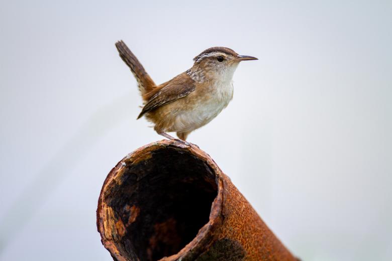 Free stock image of Perched bird created by Matt Bango