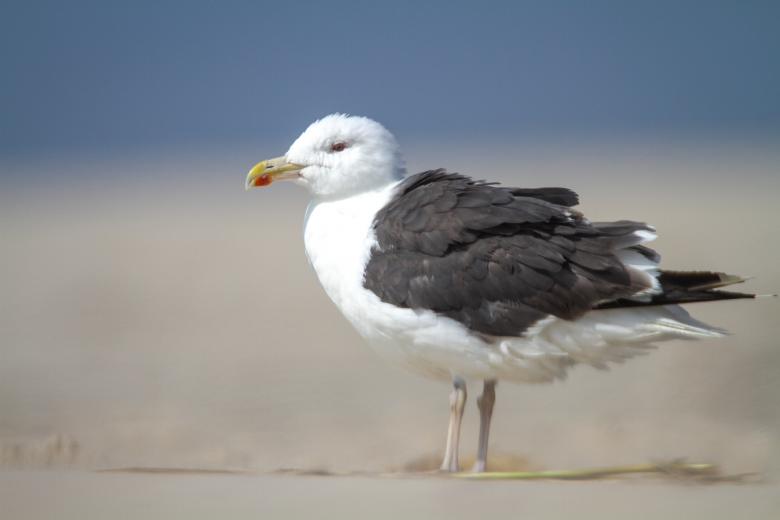 Free stock image of Seagull created by Matt Bango