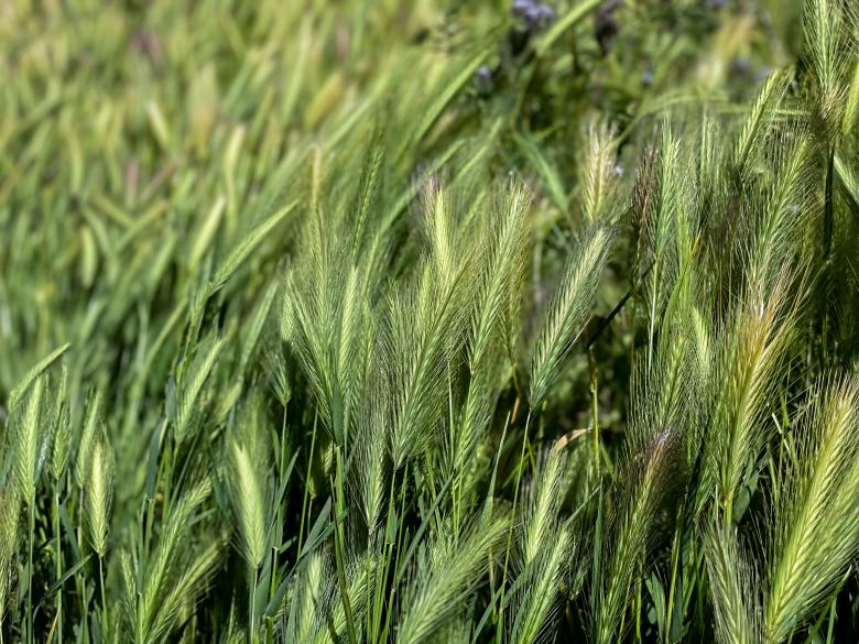 Free stock image of Tall grass background created by Matt Bango