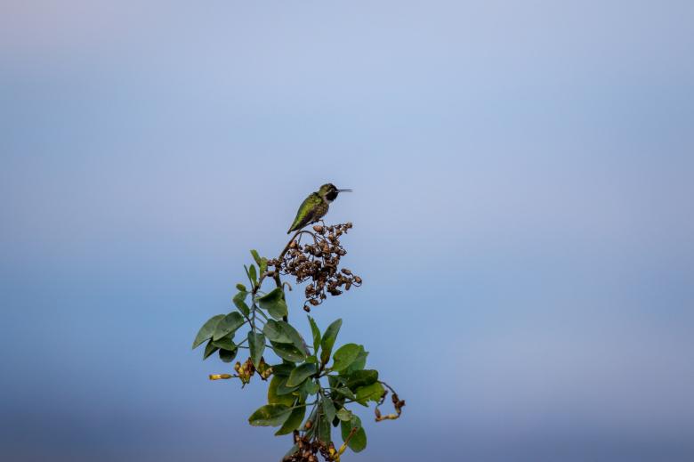 Free stock image of Perched bird created by Matt Bango