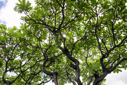 Free Stock Photo of Trees looking up