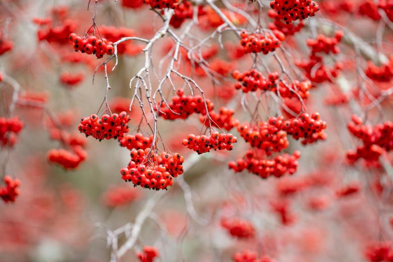 Free stock image of Red berries nature created by Matt Bango