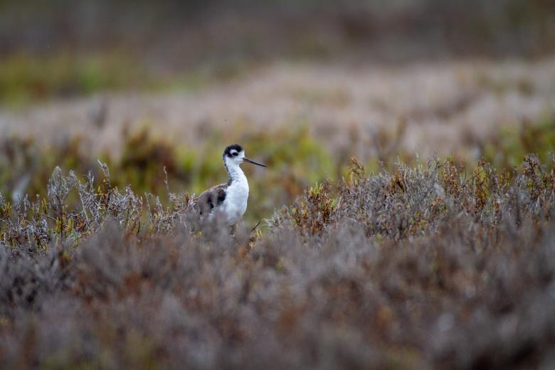 Free stock image of Bird in nature created by Matt Bango