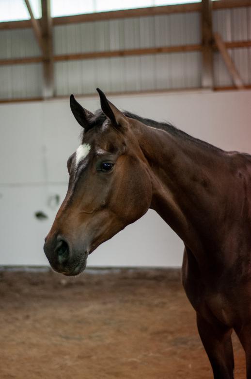 Free stock image of Horse portrait created by Matt Bango