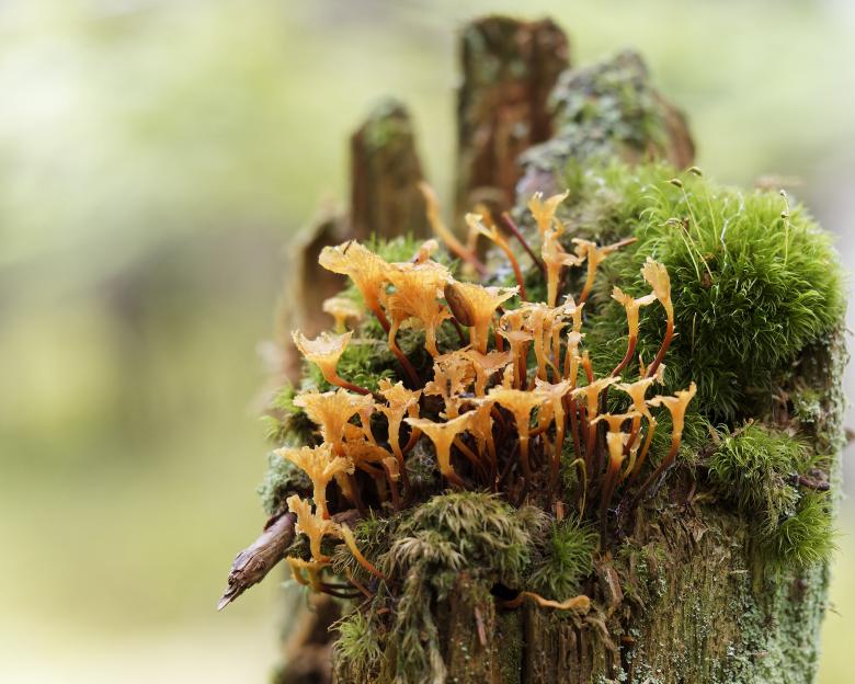Free stock image of Mushrooms created by Geoffrey Whiteway