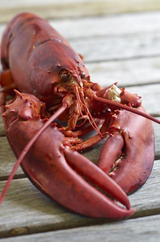 Free stock image of Cooked lobster created by Secret Agency