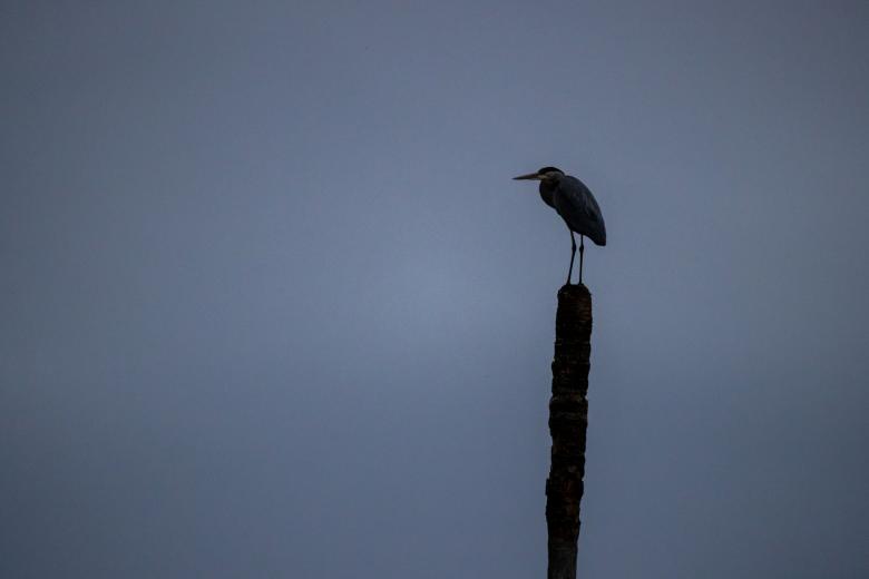 Free stock image of Bird silhouette created by Matt Bango