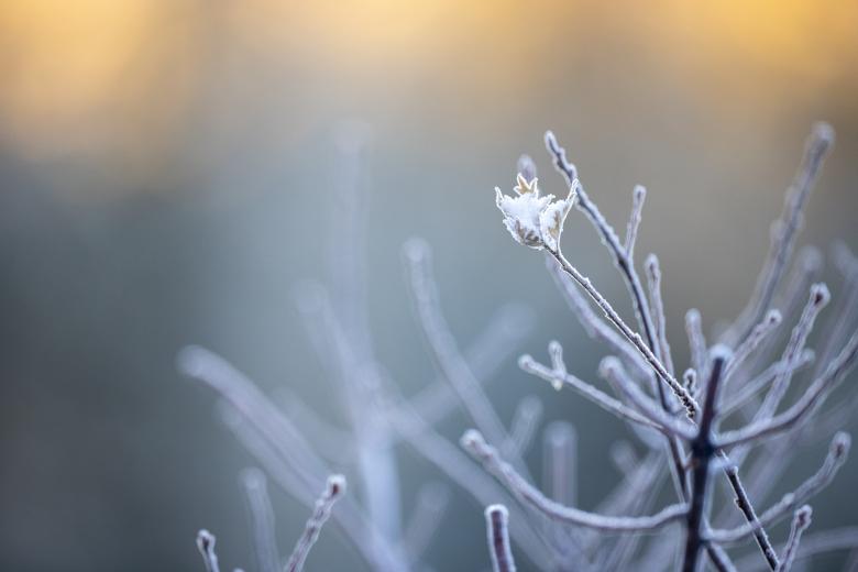Free stock image of Frozen branches created by Matt Bango