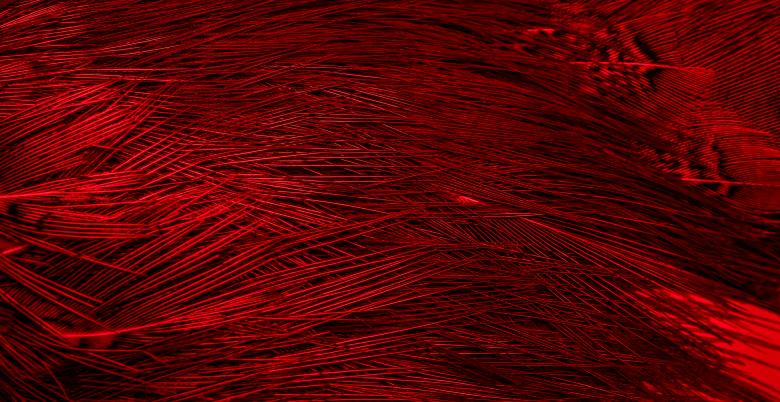 Free stock image of red feathers with an interesting pattern. background created by Krzysztof Bubel