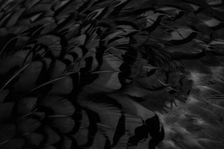 Free stock image of black feathers with an interesting pattern. background created by Krzysztof Bubel