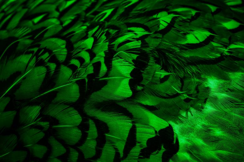 Free stock image of Green feathers with an interesting pattern background created by Krzysztof Bubel