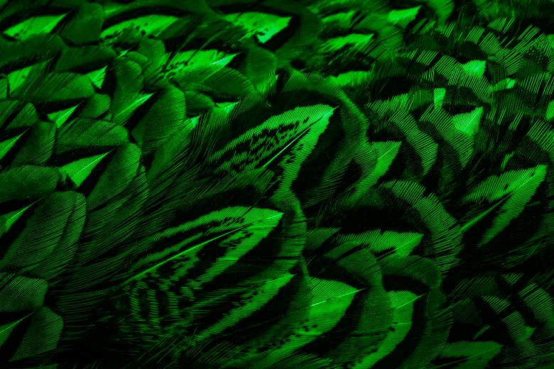 Free stock image of Green feathers with an interesting pattern created by Krzysztof Bubel