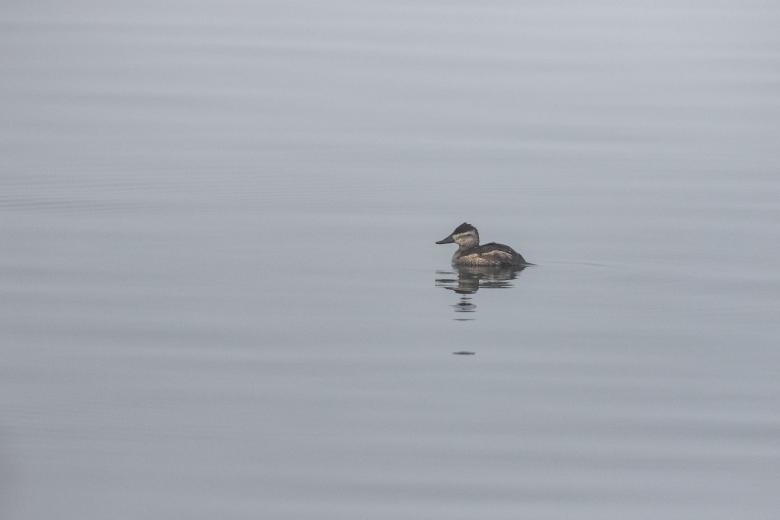 Free stock image of Duck on water created by Matt Bango
