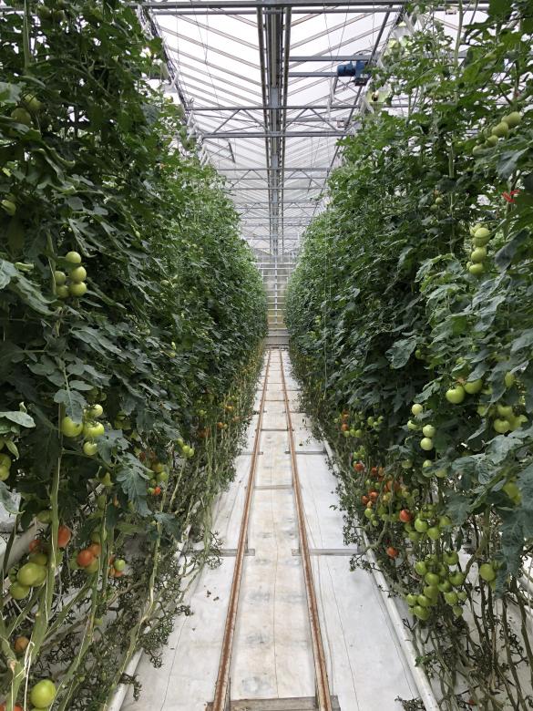 Free stock image of Greenhouse garden created by Matt Bango