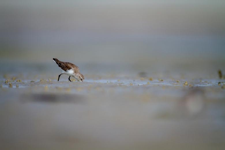 Free stock image of Sandpiper bird created by Matt Bango