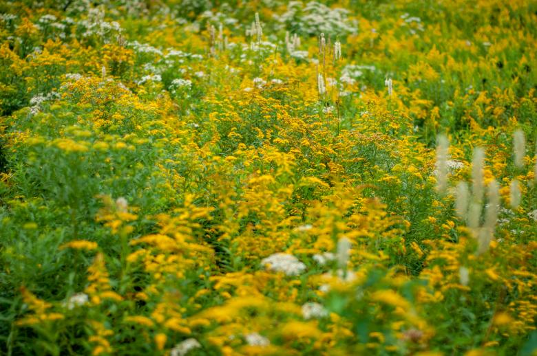 Free stock image of Wildflower meadow created by Matt Bango