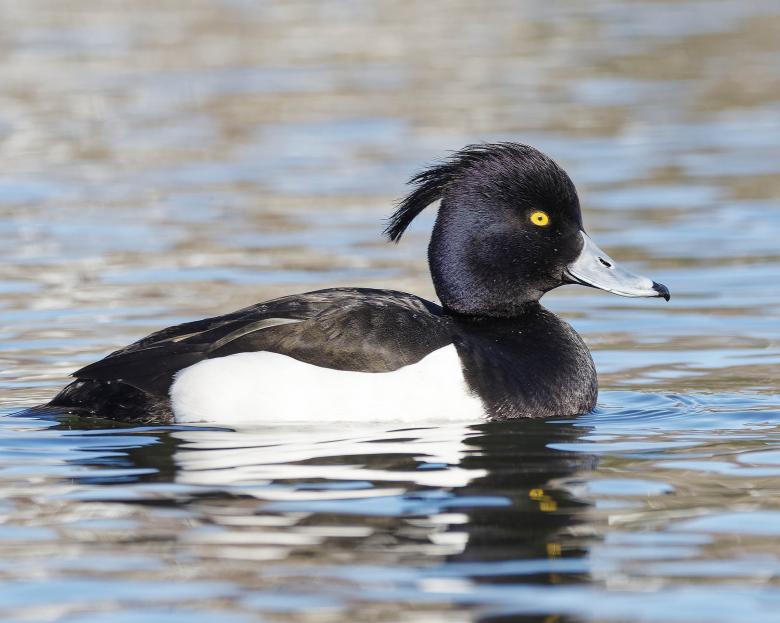 Free stock image of Tufted Duck created by Geoffrey Whiteway