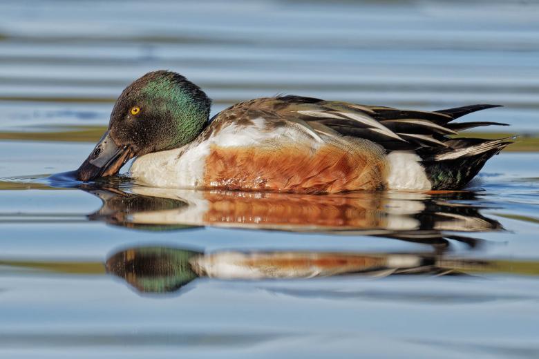 Free stock image of Northern Shoveler created by Geoffrey Whiteway