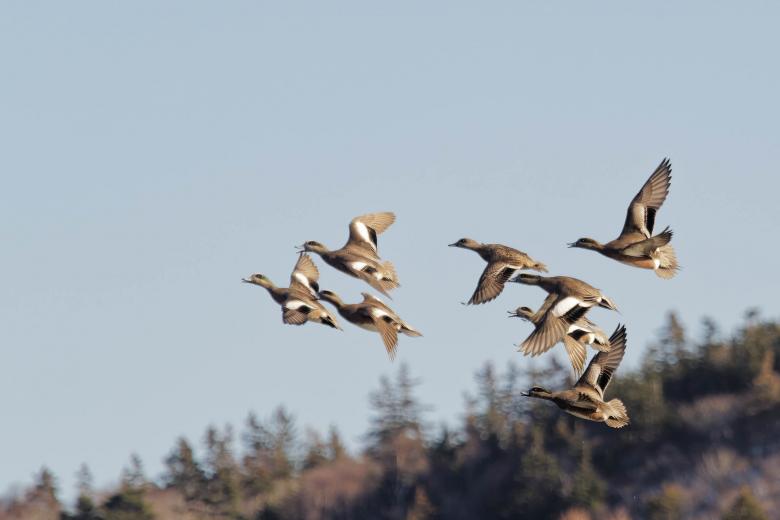 Free stock image of American Wigeon created by Geoffrey Whiteway