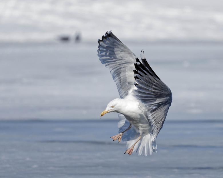 Free stock image of Seagull landing created by Geoffrey Whiteway