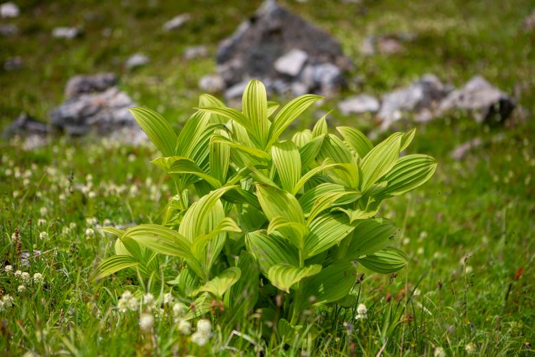 Free stock image of Wild green plant created by Matt Bango