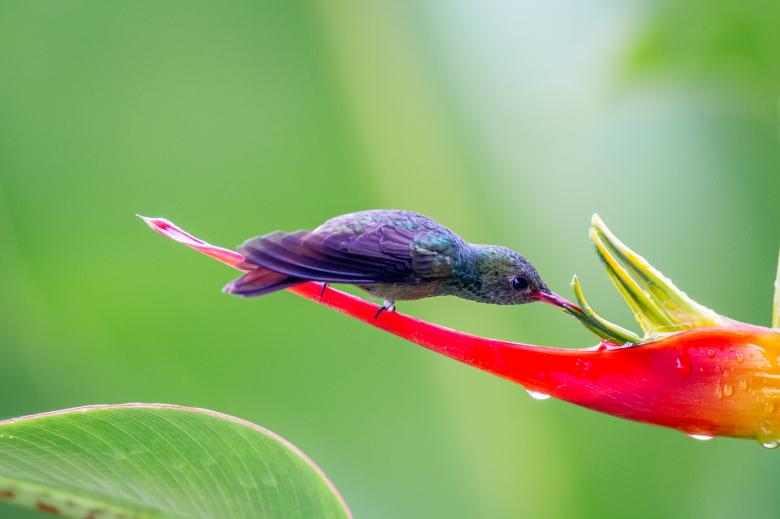Free stock image of Humming bird nature created by Matt Bango