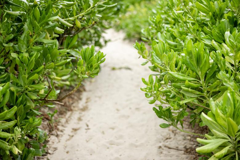 Free stock image of Nature path created by Matt Bango