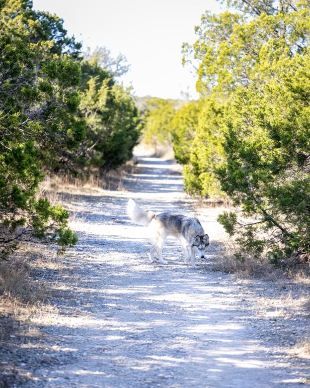Free stock image of Dog in nature created by Matt Bango