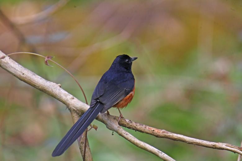 Free stock image of White rumped shama created by sylvester alphonso