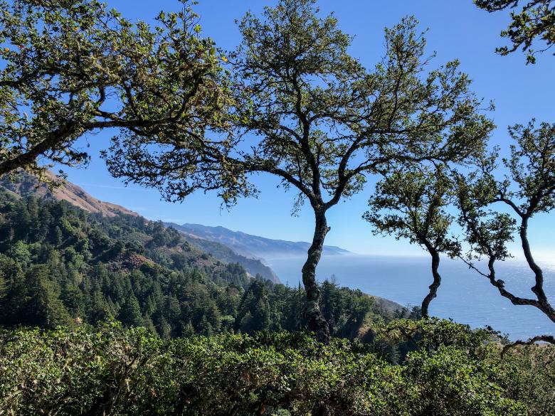 Free stock image of Scenic coastal trees created by Matt Bango