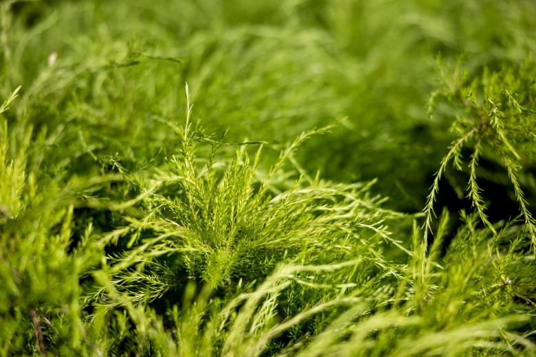 Free stock image of Lush grassy background created by Matt Bango
