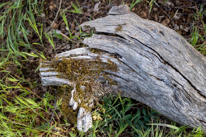 Free stock image of Fallen tree created by Matt Bango