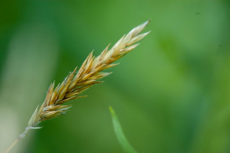 Free stock image of Tall grass created by Matt Bango