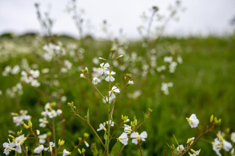 Free stock image of Wildflowers field created by Matt Bango