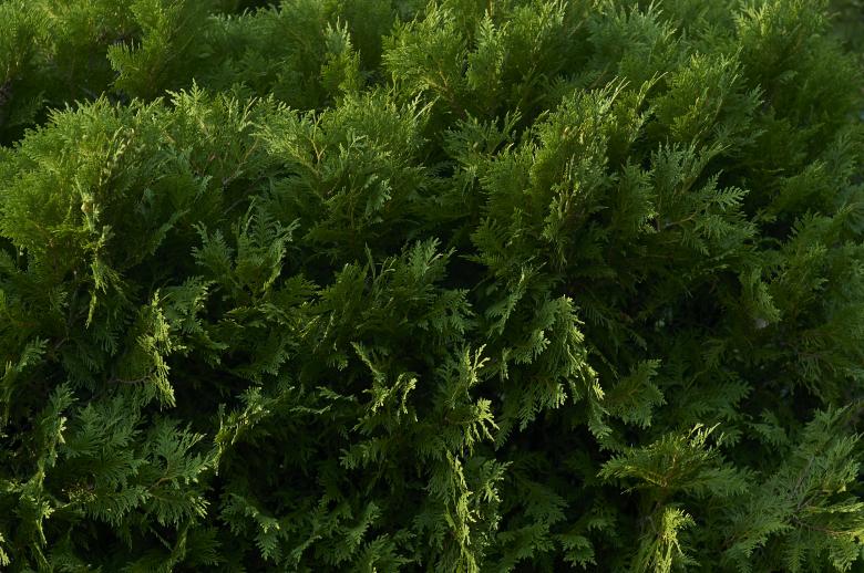 Free stock image of Green bush background created by Secret Agency