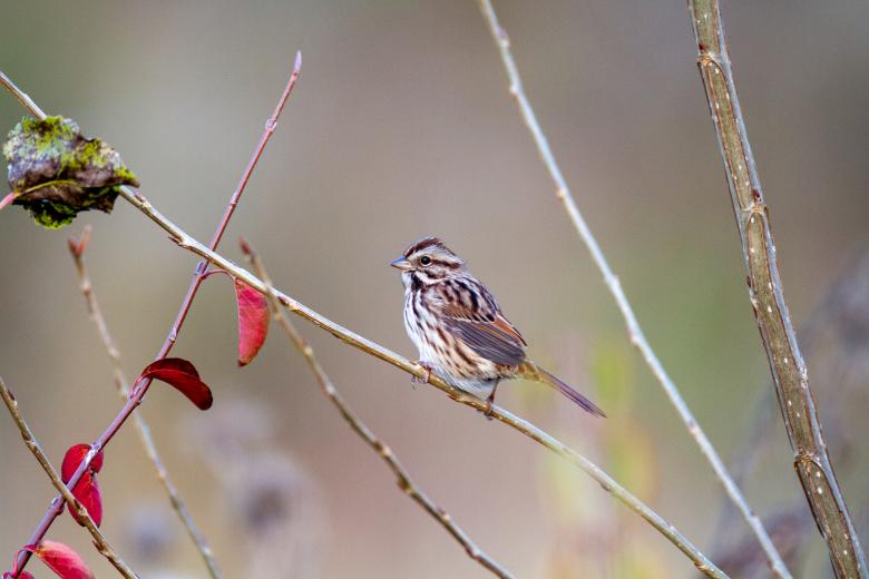 Free stock image of Song sparrow created by Matt Bango